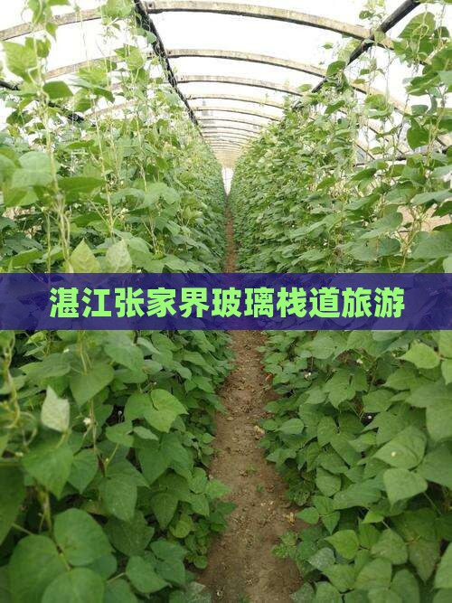 湛江去张家界玻璃栈道旅行社