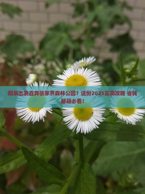 阳泉去张家界森林公园旅行社
