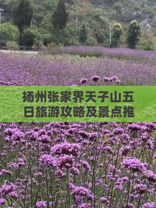 扬州去张家界天子山五日游