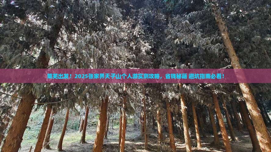 莱芜去张家界天子山个人游